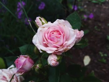 Close-up of pink rose