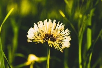 Close-up of yellow flower blooming outdoors