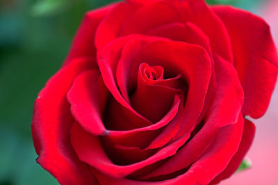 Close-up of red rose