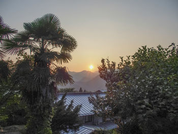 Trees at sunset