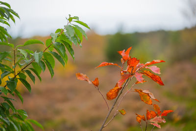 Close-up of maple leaves during autumn