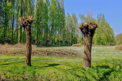 Trees on field against sky