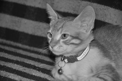 Close-up portrait of a cat