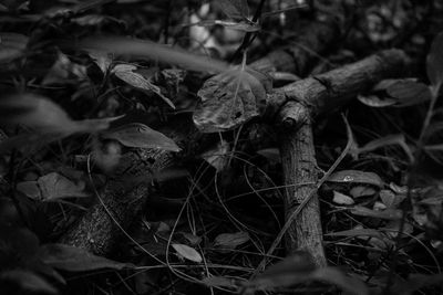 Close-up of mushrooms growing in forest