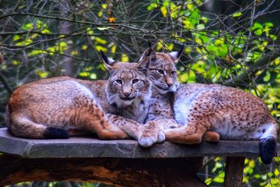 Lynx resting on tree