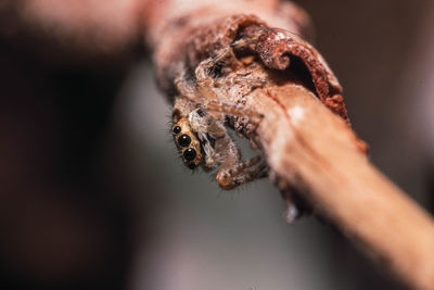 Close-up of spider on hand