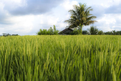 Scenic view of agricultural field against sky