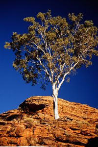 Low angle view of trees against clear blue sky