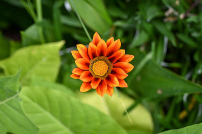 Close-up of orange flower