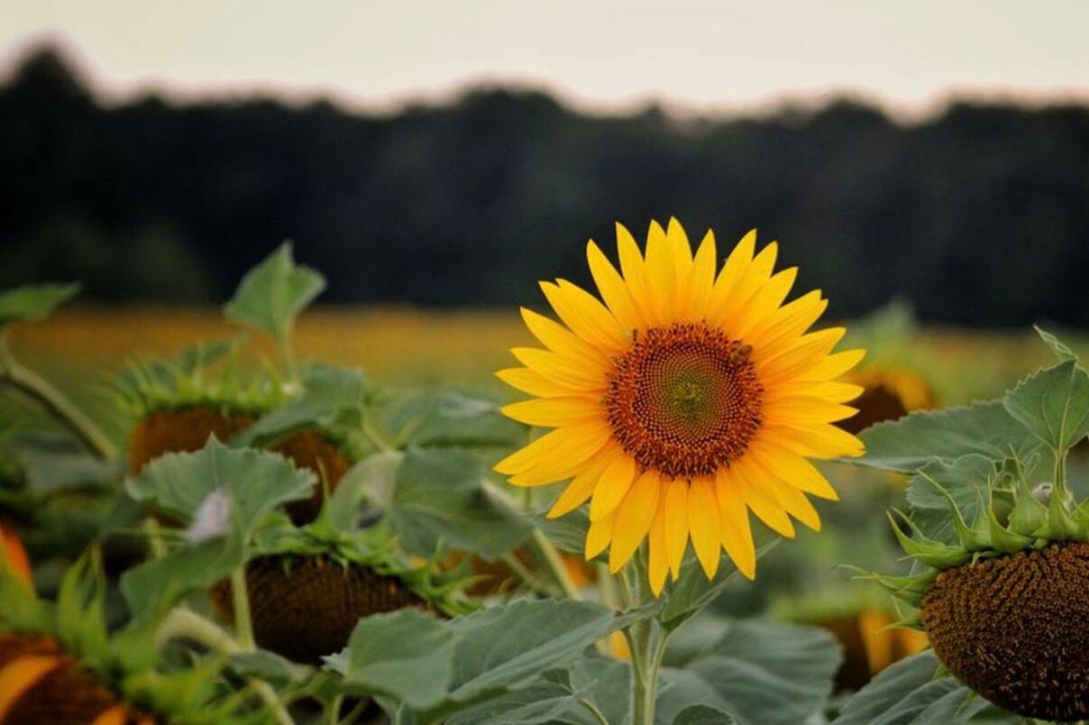 flower, plant, nature, yellow, outdoors, growth, freshness, field, petal, beauty in nature, sunflower, fragility, day, flower head, focus on foreground, close-up, no people, leaf, sky