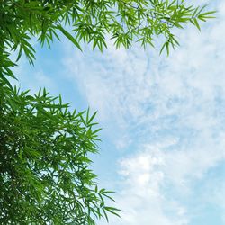 Low angle view of tree against sky