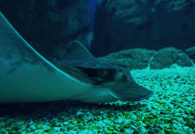 Fish swimming in sea