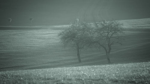 Trees on field