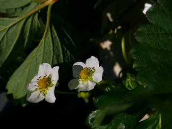 Close-up of white flowering plant
