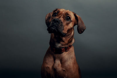 Cute dog with neutral gray background