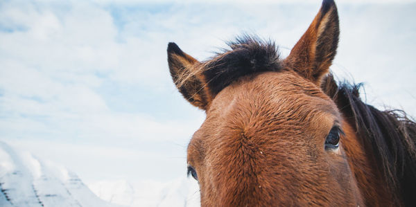 Close-up of a horse against sky