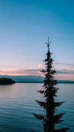 Silhouette tree by lake against sky during sunset