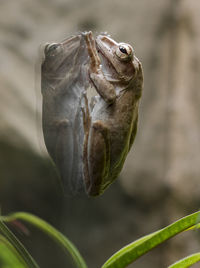 Close-up of a lizard