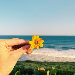 Close-up of hand holding yellow flower against sea
