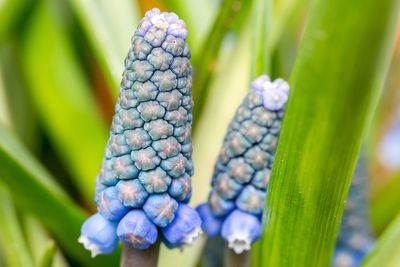 Close-up of purple flowers