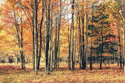 Scenic view of forest during autumn