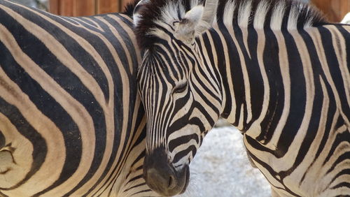 Close-up of zebra