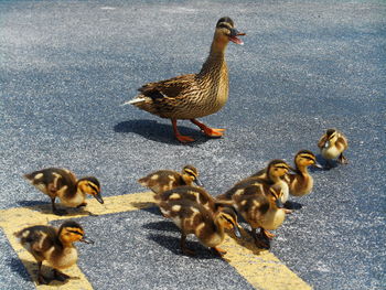 High angle view of ducks on concrete