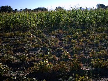 Plants growing on field against sky