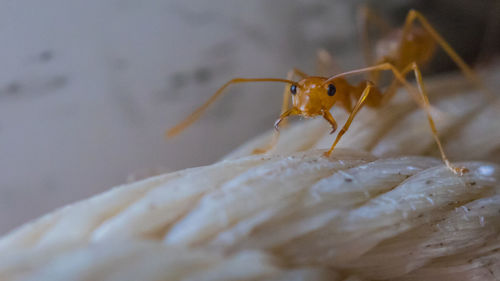 Brown worker ants in macro close up