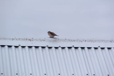 Birds perching on metal roof against sky