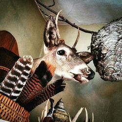 taxidermy