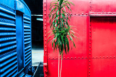 Close-up of green plant