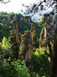 Scenic view of zhangjiajie national forest park