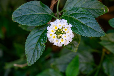 Close-up of flowering plant