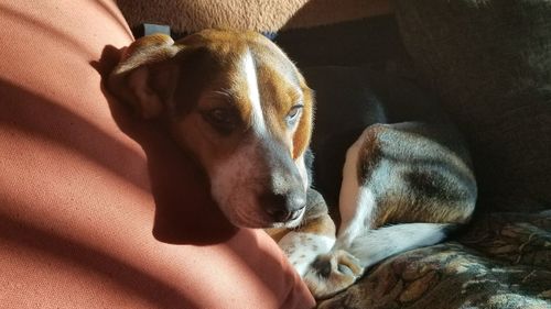 Close-up portrait of dog relaxing on bed at home