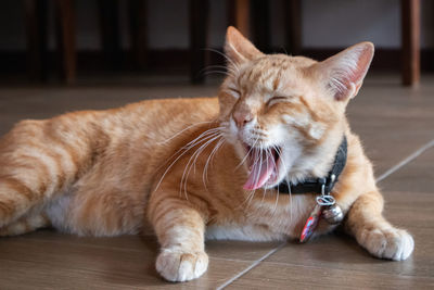 Cat lying down on floor