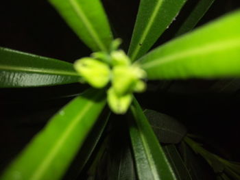 Close-up of fresh green plant