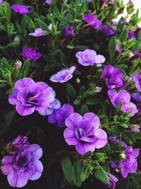 Close-up of purple flowering plants