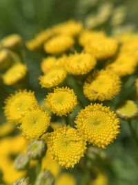 Close-up of yellow flowering plant