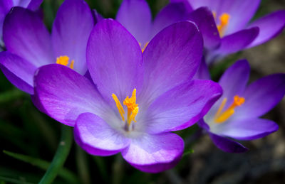 Close-up of purple crocus flowers