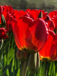 Close-up of red tulips blooming outdoors