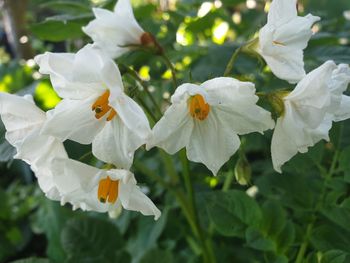 Close-up of bee on white flowering plant