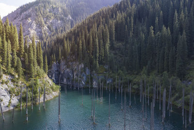 Panoramic view of pine trees in forest