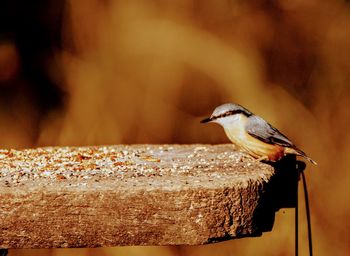 Close-up of bird perching on wood