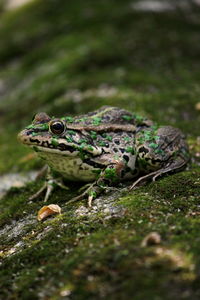 Close-up of frog