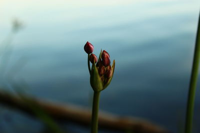 Close-up of red rose bud