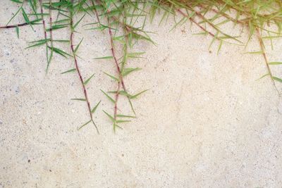 High angle view of lizard on sand