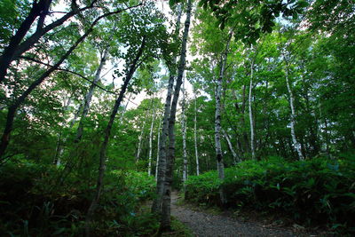 Trees in forest