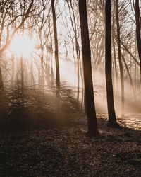 Sunlight streaming through trees in forest