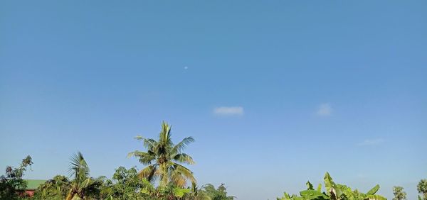 Low angle view of coconut palm trees against blue sky